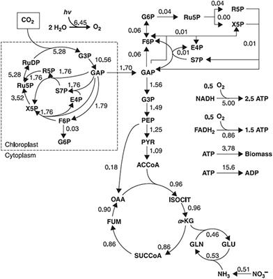 Fluxomics - New Metabolomics Approaches to Monitor Metabolic Pathways